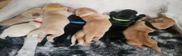 Labrador Retriever dogs for sale: Labrador Retriever Puppies🐶🐾 - Advert 8
