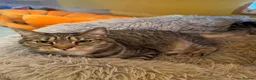 Mixed Breed cats for sale: Two beautiful tabby boys ready to rehome - Advert 6
