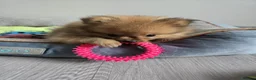 Pomeranian dogs for sale: pomeranian tedy - Advert 7