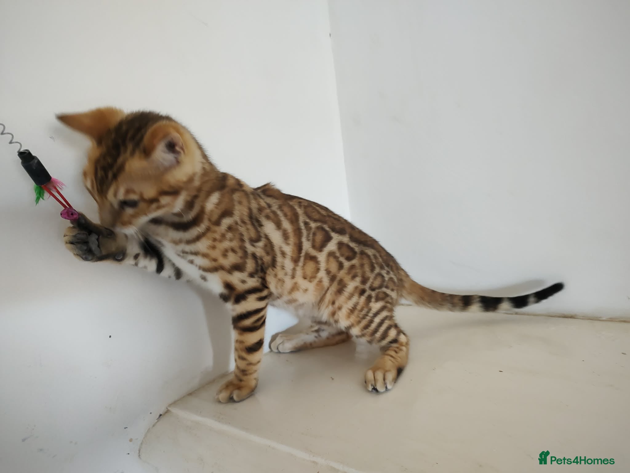 Bengal cats Bengal kitten - Advert 14