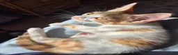 Mixed Breed cats for sale: 2 kittens Ready To Leave - Advert 4