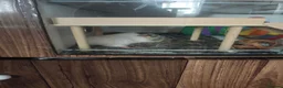 Guinea Pig rodents for sale: Lovely Guinea's  in Great Yarmouth - Advert 9