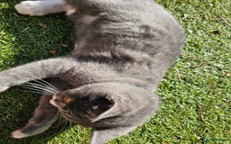 Mixed Breed cats for sale: Beautiful British Shorthair Cross  - Image 25