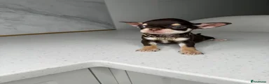 Chihuahua 2