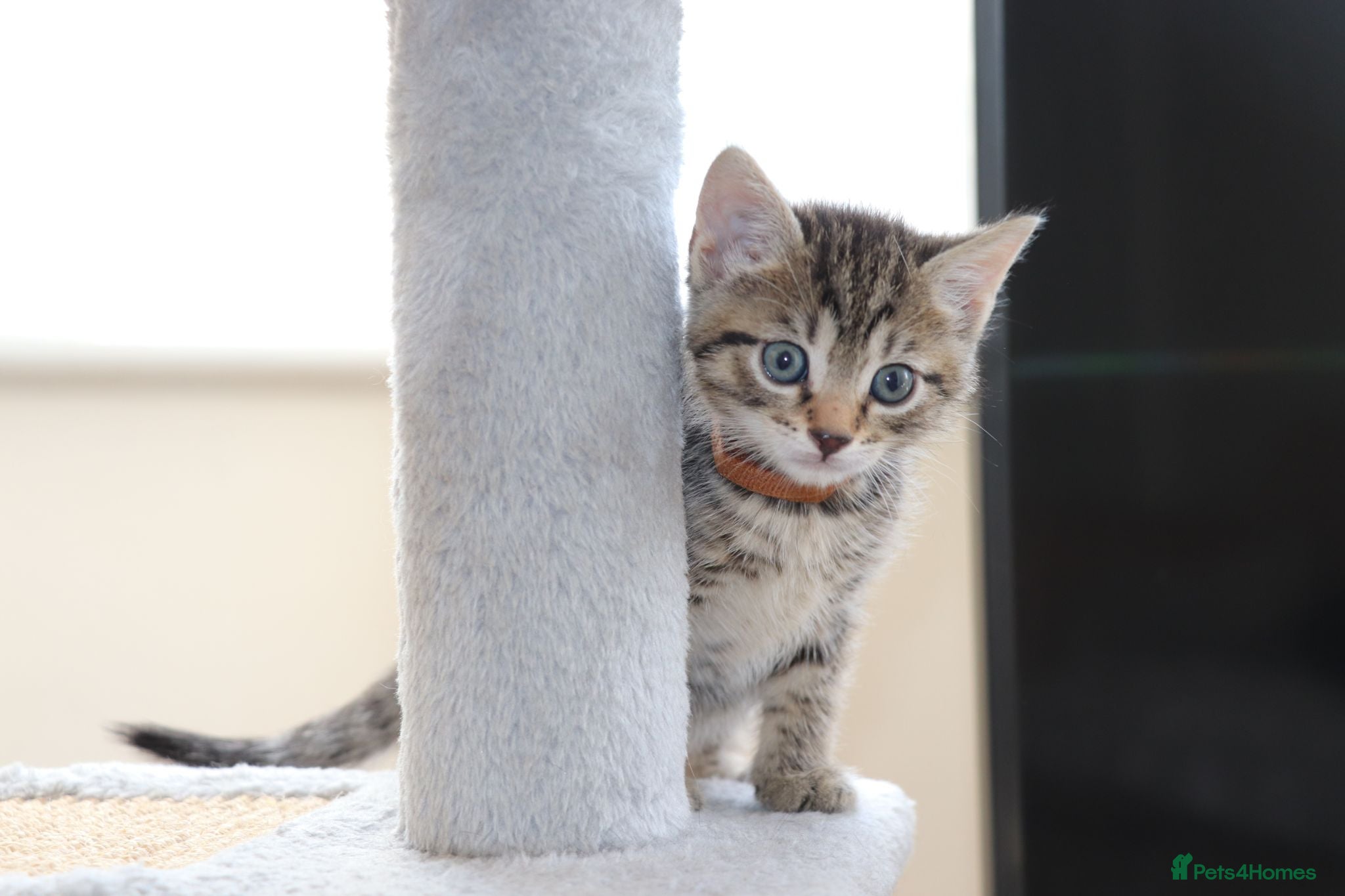 Mixed Breed cats Adorable Tabby Kittens - Advert 1