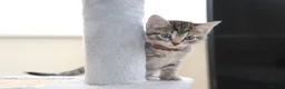 Mixed Breed cats for sale: Adorable Tabby Kittens - Advert 1