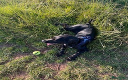 Sprocker dogs for sale: 9 month old Sprocker - Charlie - Image 5