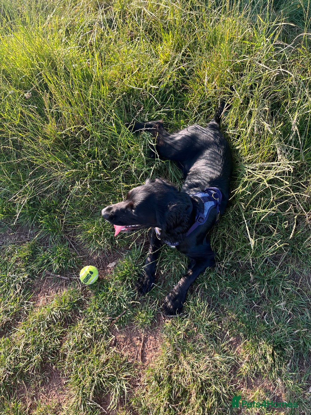 Sprocker dogs for sale: 9 month old Sprocker - Charlie - Image 5