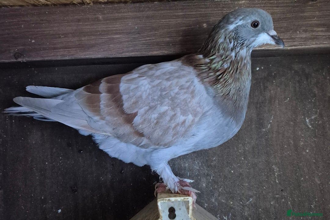Pigeons birds for sale: Various pigeons  - Image 7