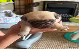Pug dogs for sale: 4 Puppy Pugs - Image 5