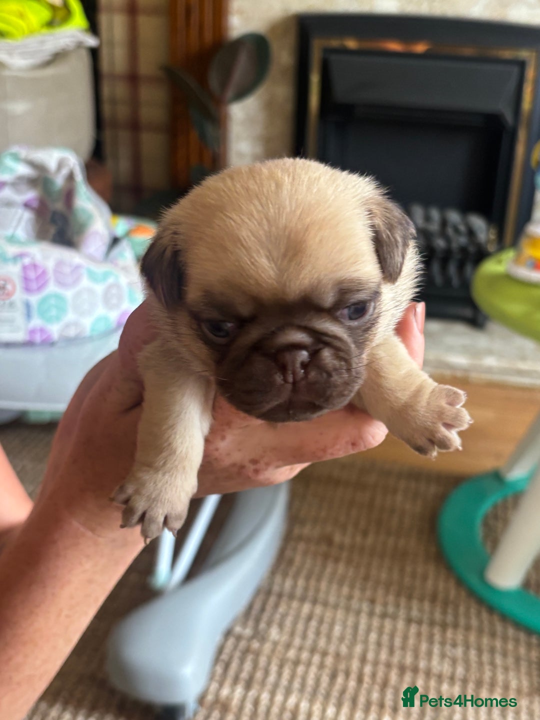 Pug dogs for sale: 4 Puppy Pugs - Image 5
