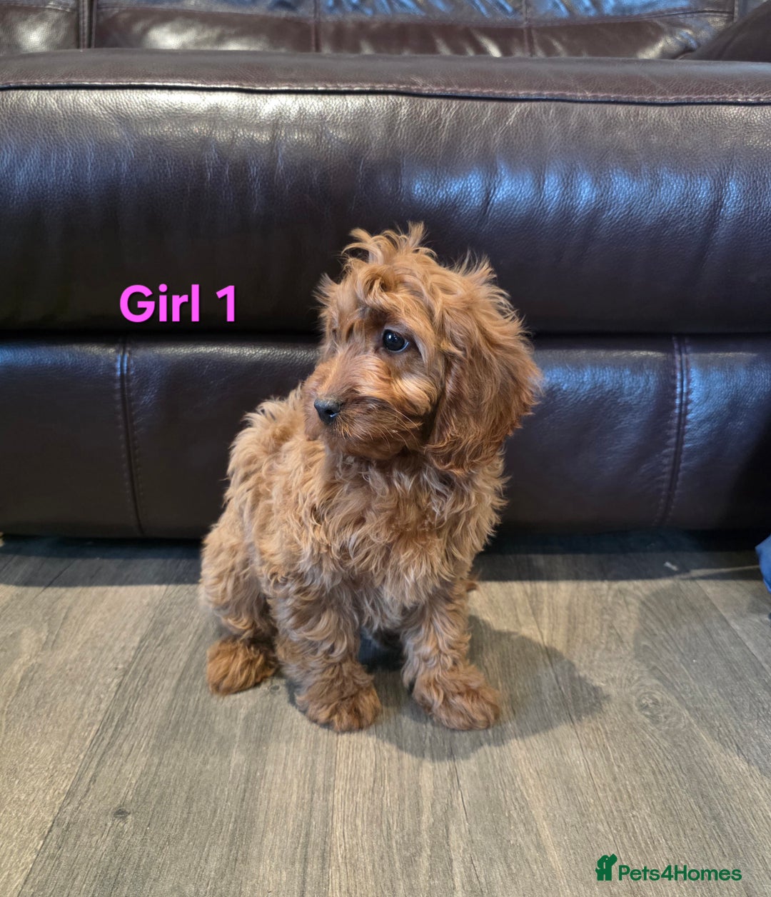 Cockapoo dogs for sale:  Adorable cockapoo pups ready to go 🐶 - Advert 8