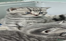 British Shorthair cats for sale: British shorthair - Image 4