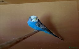 Budgerigars birds for sale: Budgies, mixed colours, only afew left now - Image 2