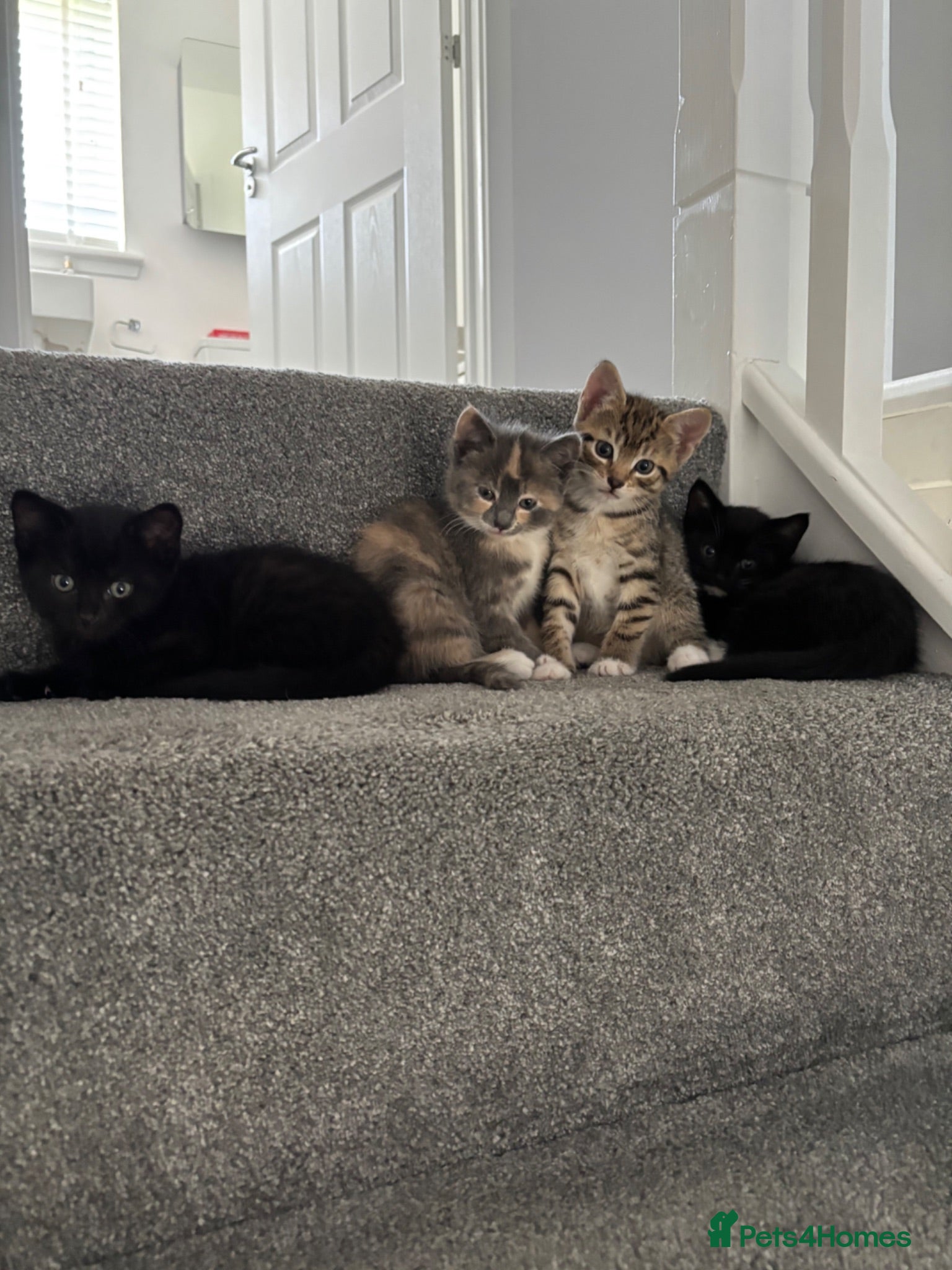 Mixed Breed cats Kittens for sale  - Advert 7