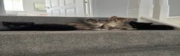 Mixed Breed cats for sale: Kittens for sale  in Bo'ness - Advert 1