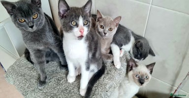 British Shorthair cats - Advert 14
