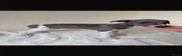 Whippet dogs for sale: Beautiful KC Registered Whippet pups for sale in Whitehaven - Advert 6