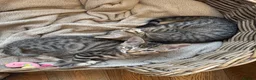 Domestic Shorthair cats for sale: Two bonded male tabby kittens  in Northallerton - Advert 3