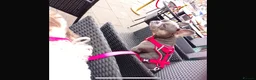 French Bulldog dogs for sale: Stunning French Bulldog puppies  - Advert 5