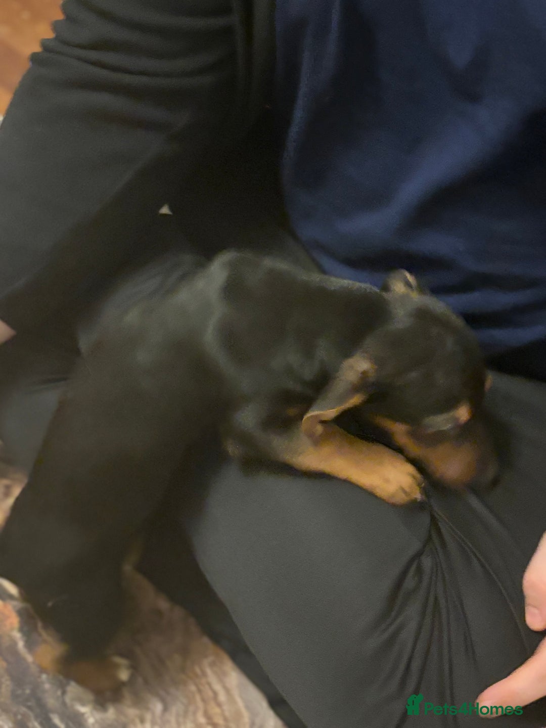 Mixed Breed dogs for sale: Beautiful Dachshund X Jack Russel Male - Advert 6