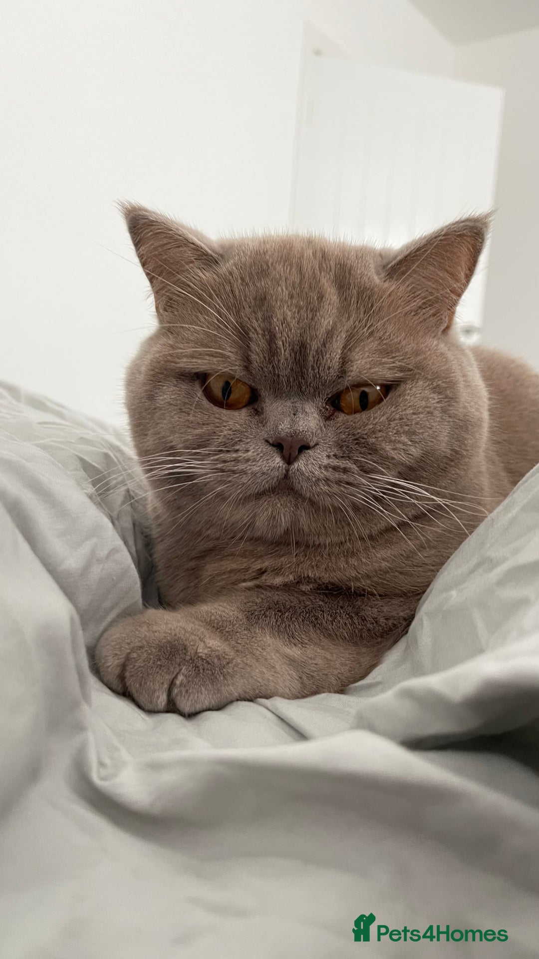 British Shorthair cats for sale: British shorthair male adult - Advert 2