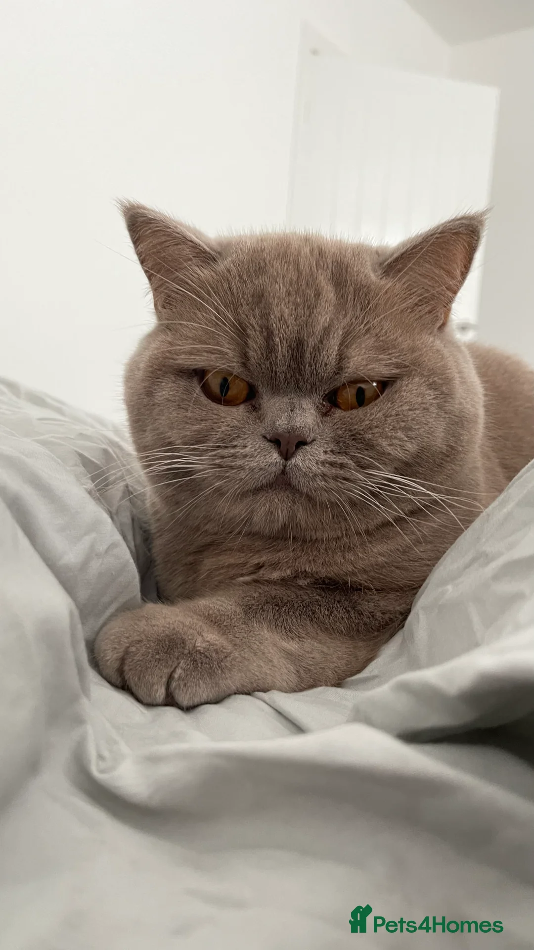 British Shorthair cats for sale: British shorthair male adult - Advert 2