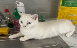 British Shorthair cats for sale: Male British shorthair for sale  - Image 4