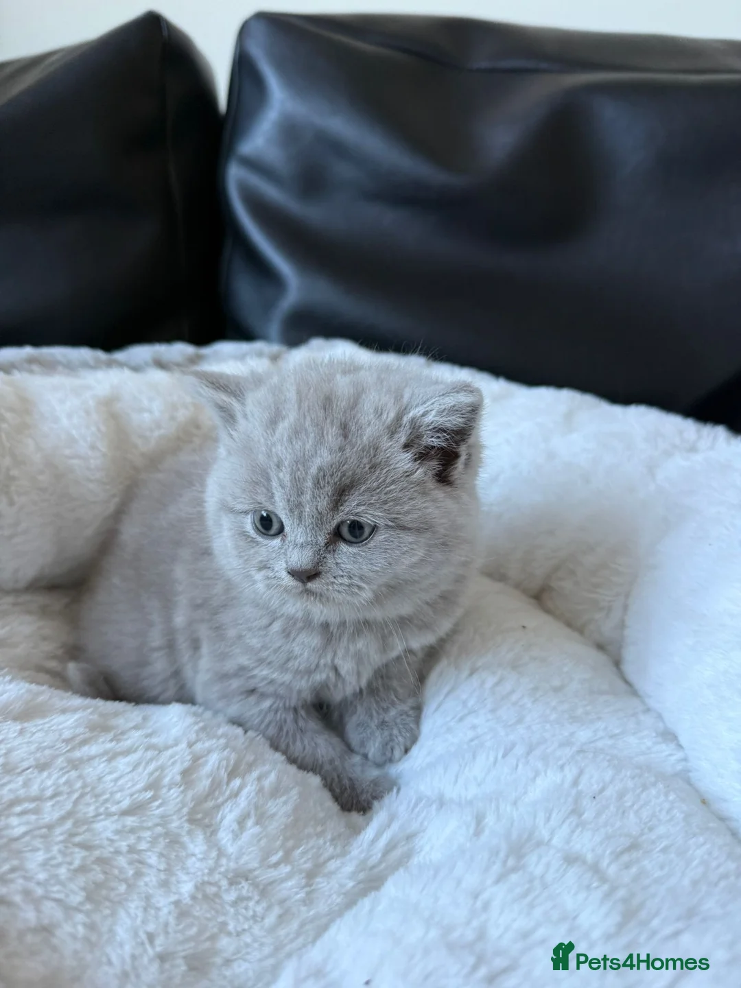British Shorthair cats for sale: 2 British shorhair girls available  - Advert 34