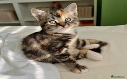 Turkish Angora cats for sale: Two Gorgeous Female Kittens  - Image 4