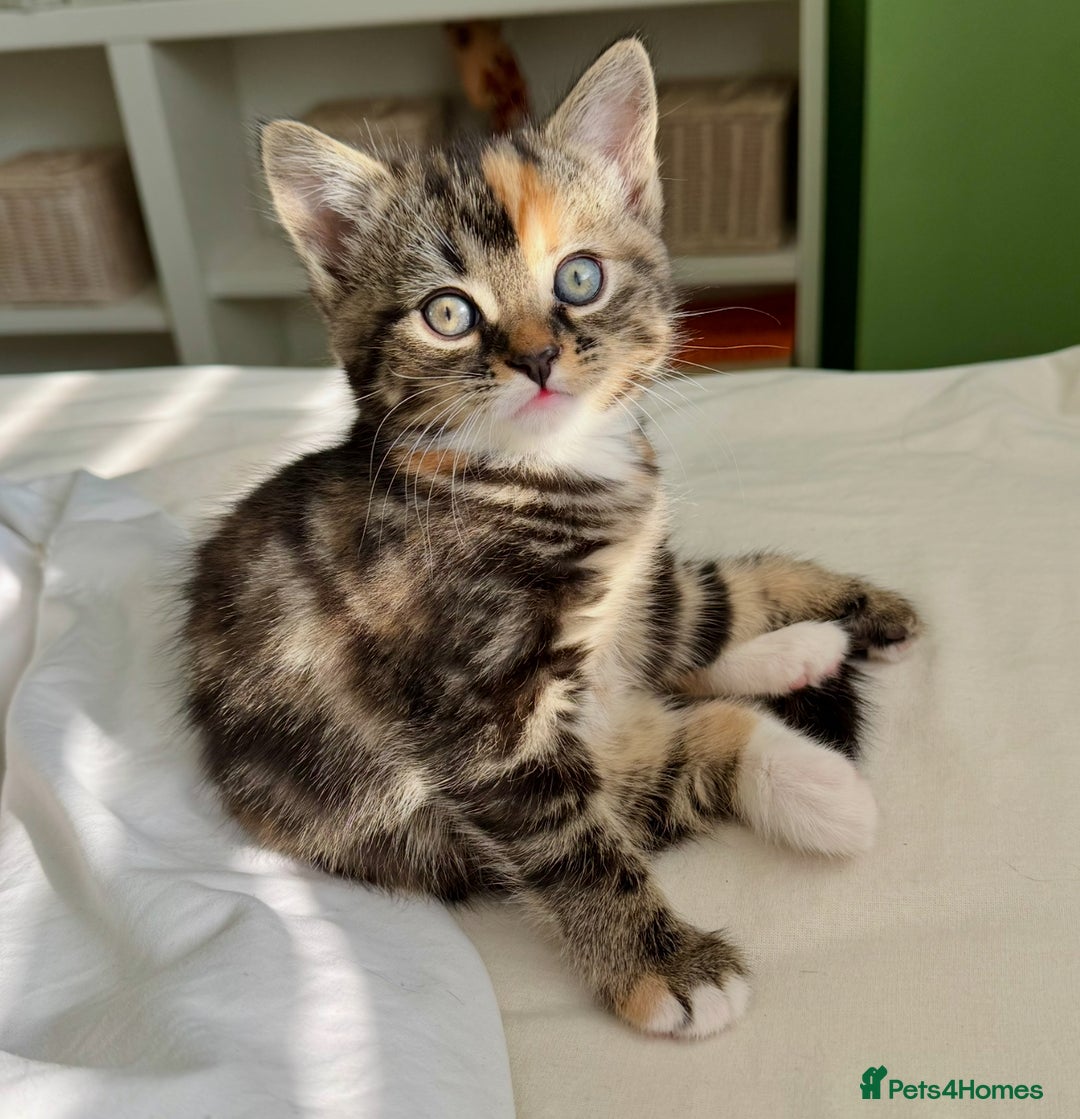 Turkish Angora cats for sale: Two Gorgeous Female Kittens  - Image 4