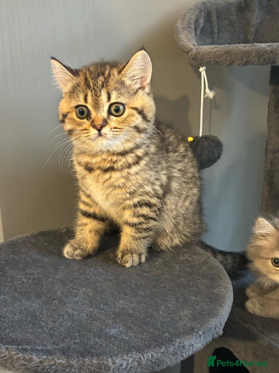 Brazilian Shorthair cats for sale: British short hair stunning 😍  - Image 1