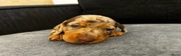 Miniature Dachshund dogs for sale: Beautiful miniature dachshund puppies 💙🩷 - Advert 5