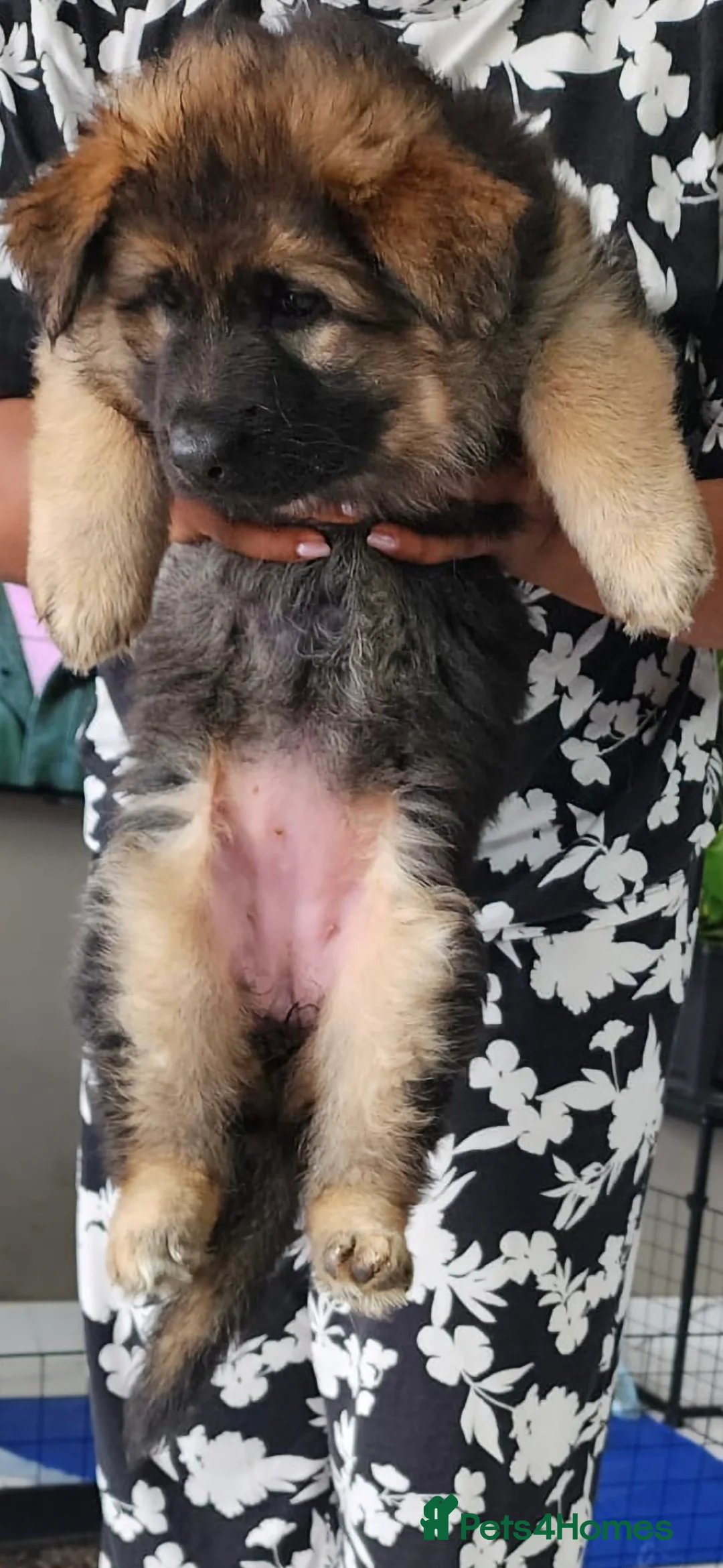 German Shepherd dogs for sale: Stunning german shepherd puppies for sale! - Advert 2