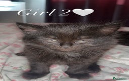 Mixed Breed cats for sale: Adorable Ragdoll/Domestic Kittens - Image 3