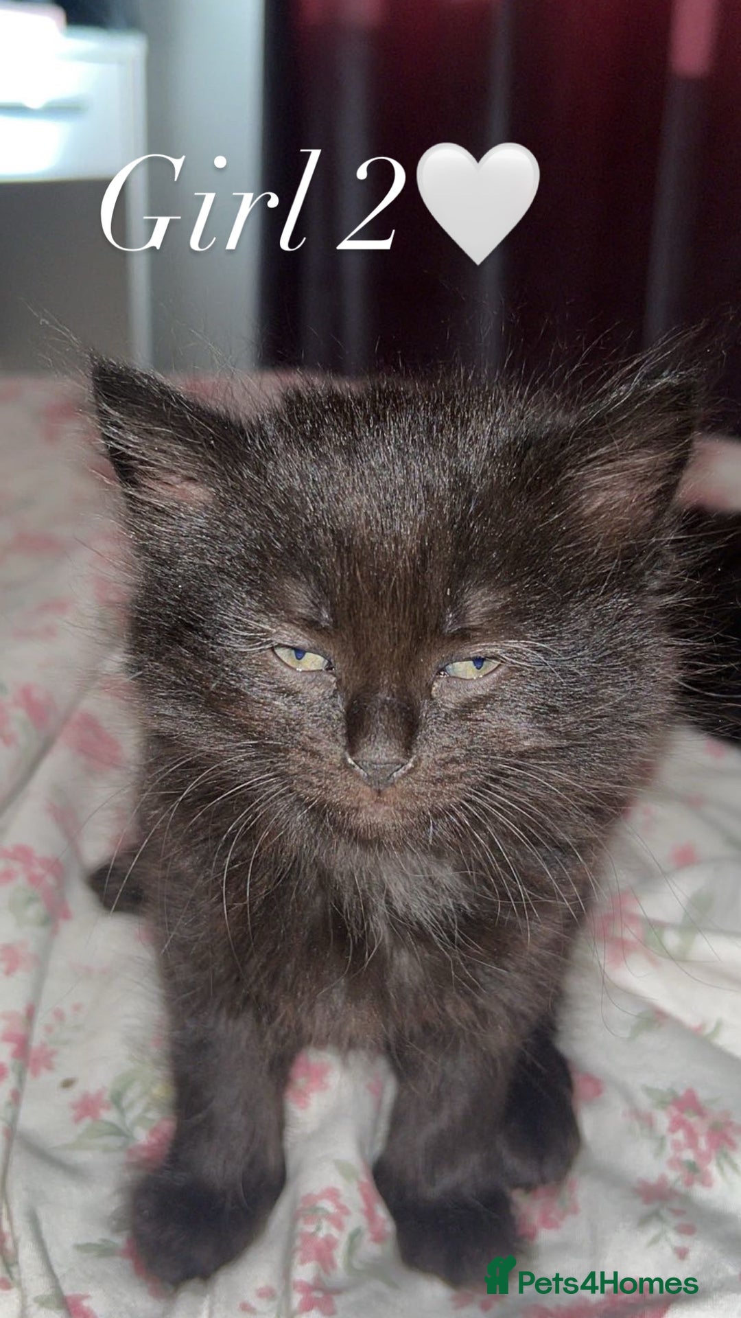 Mixed Breed cats for sale: Adorable Ragdoll/Domestic Kittens - Image 3