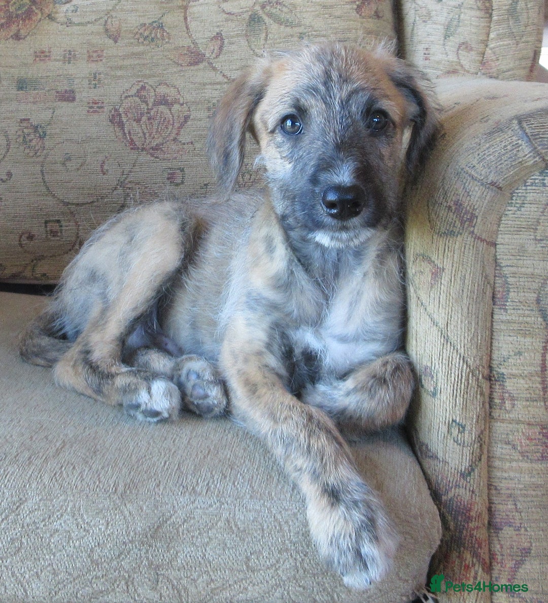 Whippet dogs for sale: Whippet Lurcher - Image 2