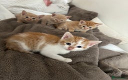 Mixed Breed cats for sale: Beautiful Kittens for sale - Image 33