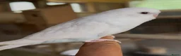 Budgerigars birds for sale: Beautiful adorable baby budgies  - Advert 5