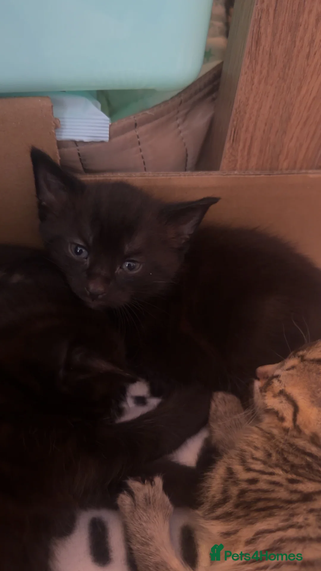 Domestic Shorthair cats for sale: 2 male and 2 female kittens  - Advert 2