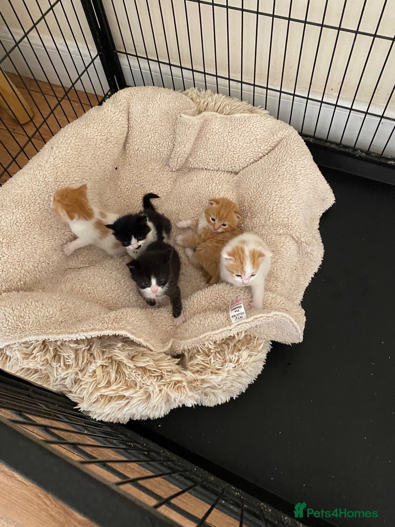 Mixed Breed cats Beautiful Kittens - Advert 13