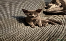 Russian Blue cats for sale: 16 week old female Russian blue  - Image 1