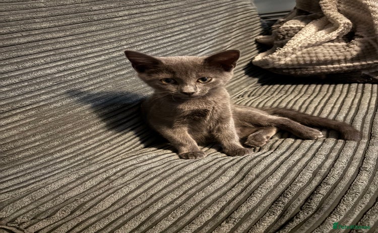 Russian Blue cats - Advert 2