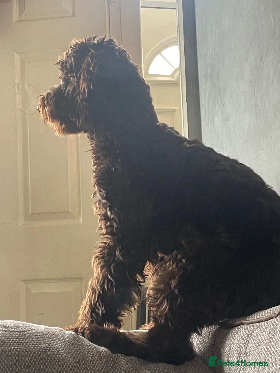 Cockapoo dogs for sale: Cockapoo chocolate male  - Advert 2