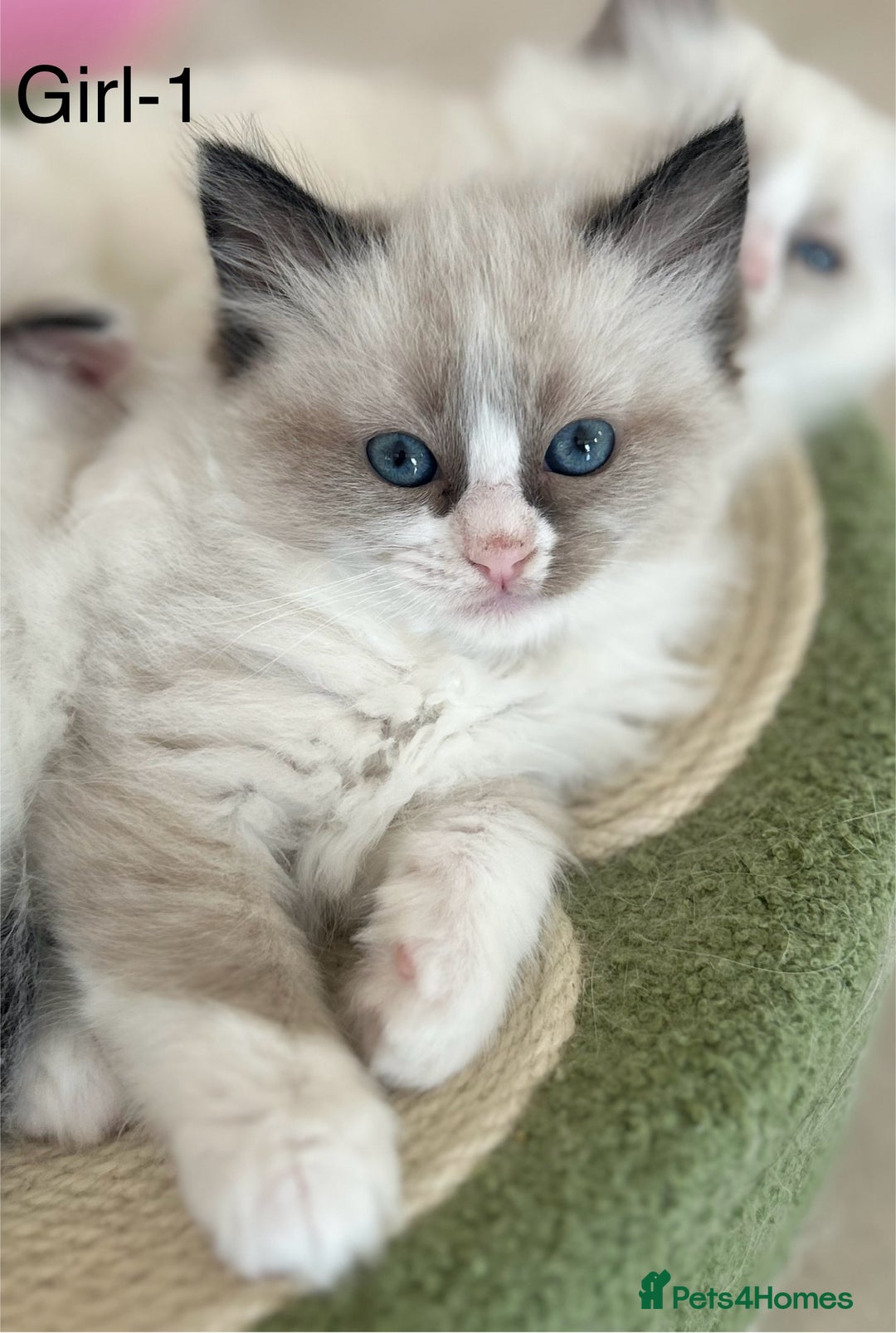 Ragdoll cats for sale: Beautiful Ragdoll kittens from Champion lines - Image 2