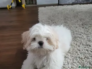 Shih Tzu dogs Puppy Bella - Advert 2