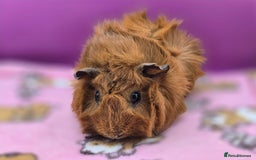 Guinea Pig rodents for sale: Californian Boar, Aby Sow & Self from Cali Sow - Image 5