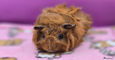 Guinea Pig rodents - Advert 4