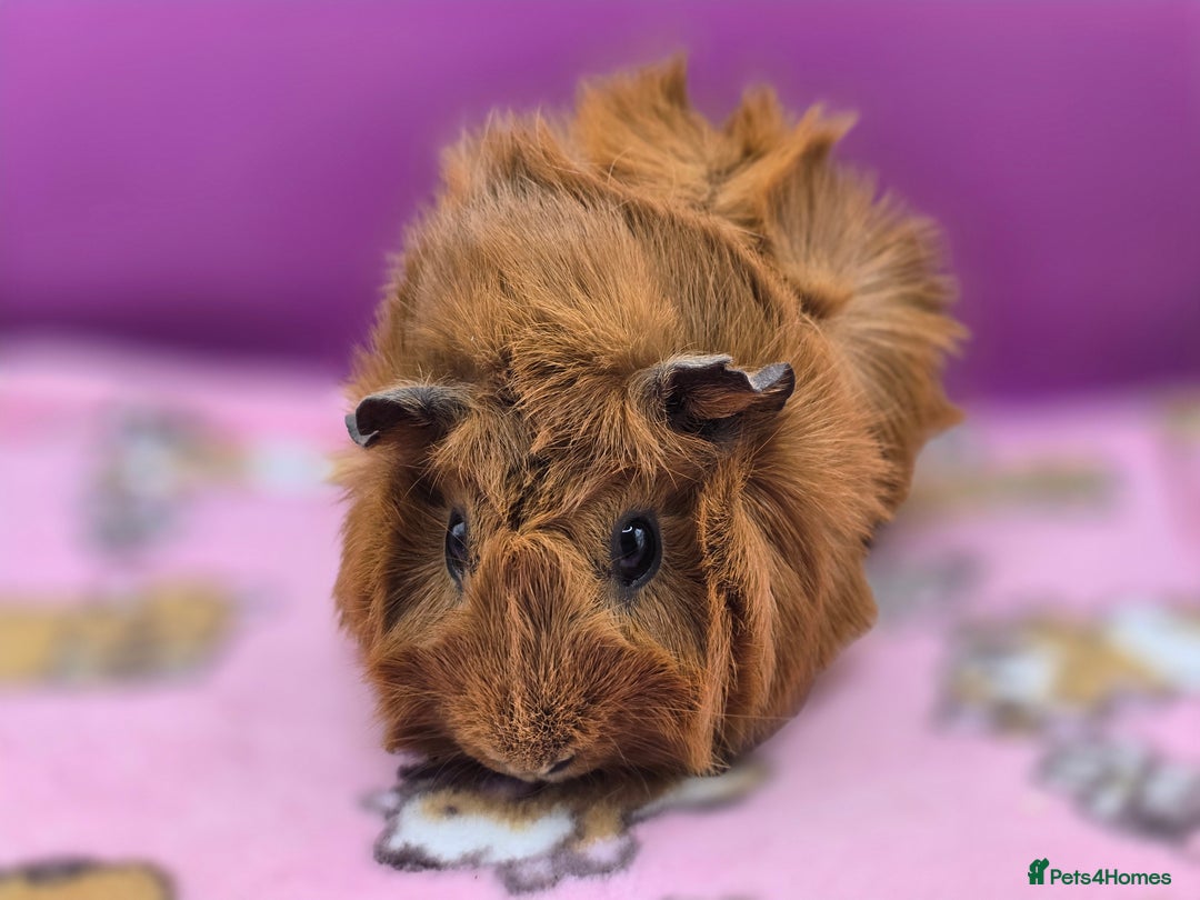 Guinea Pig rodents for sale: Californian Boar, Aby Sow & Self from Cali Sow - Image 5