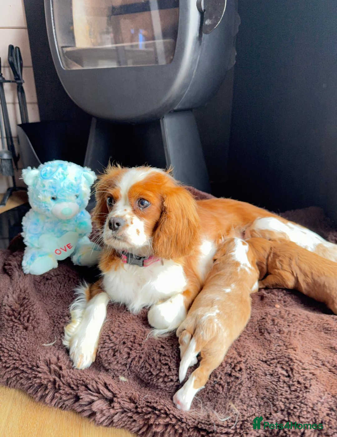 Cavalier King Charles Spaniel dogs Stunning Cavalier King Charles Spaniel Pups - Advert 7
